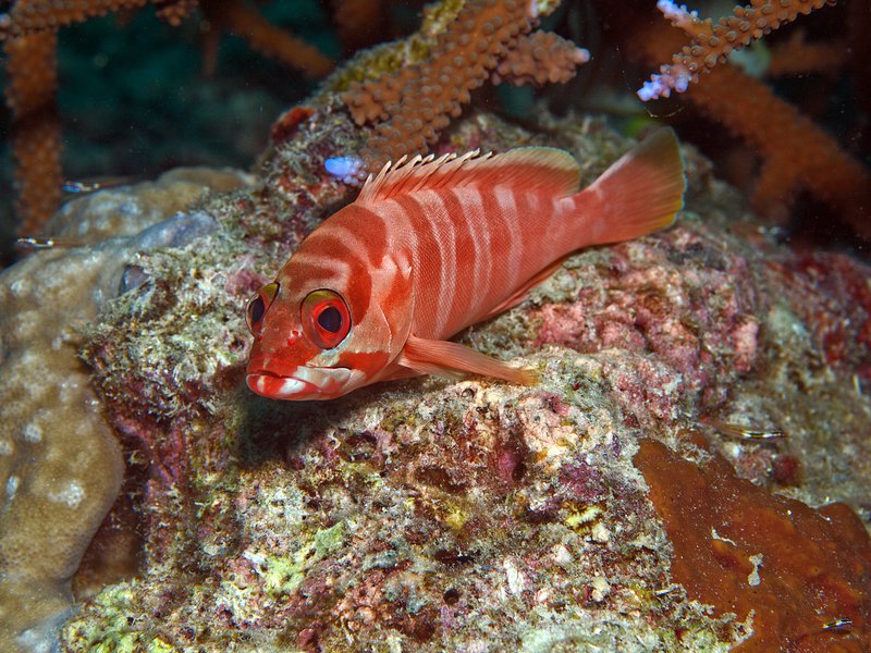 Fusilier, House Reef